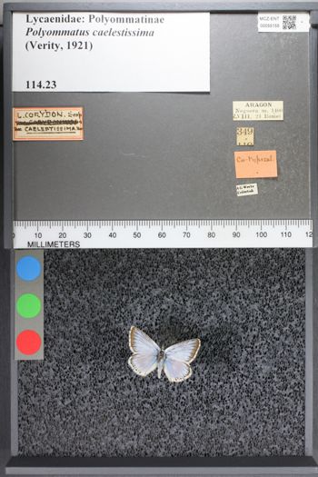Media type: image;   Entomology 55155